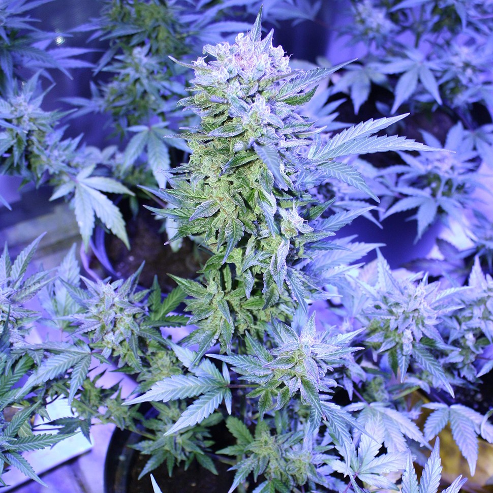 купить семена конопли в Украине Auto AK 47 regular