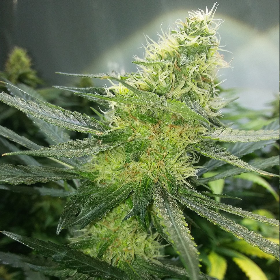 купить семена конопли с доставкой Auto AK 47 regular