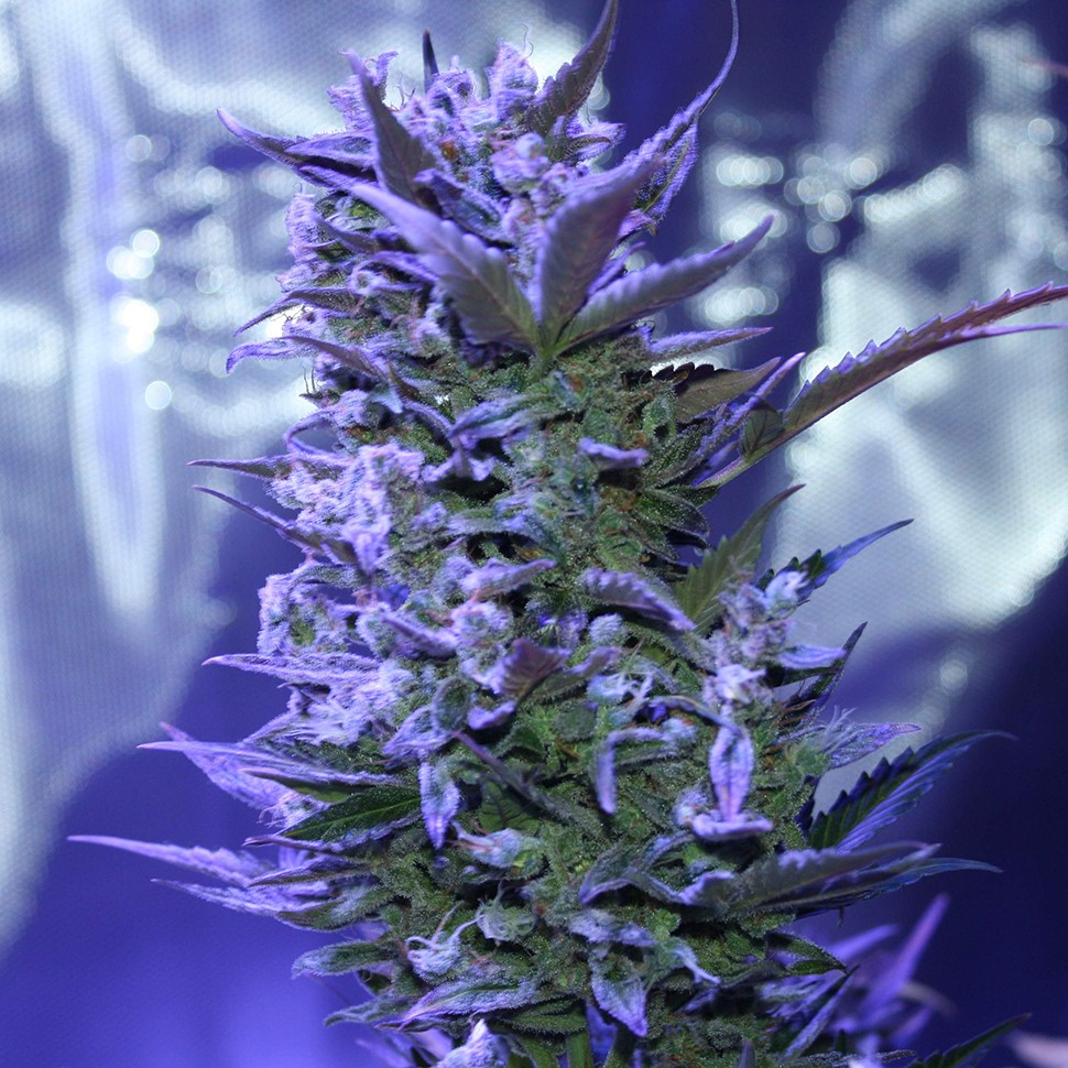 купить семена конопли аутдор Auto AK 47 regular