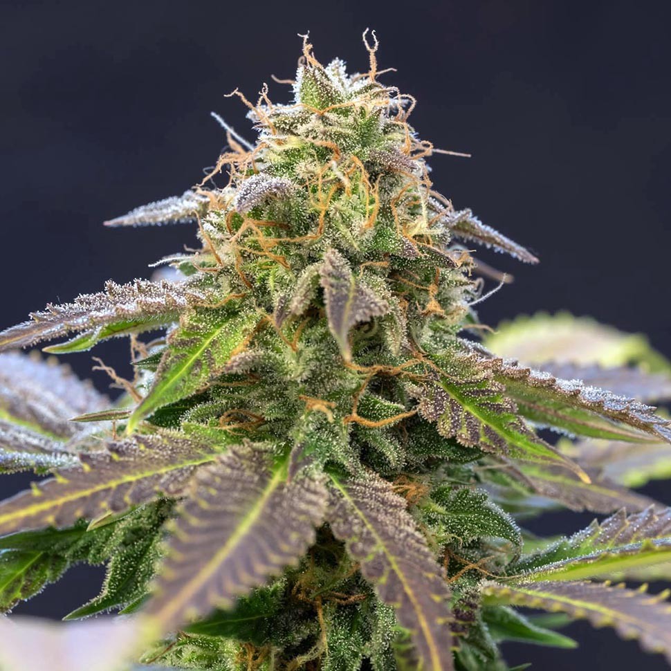 Семена каннабиса  Violator Kush feminised Ganja Seeds
