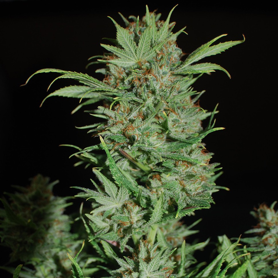  заказать хорошие семена конопли AK 47 feminised