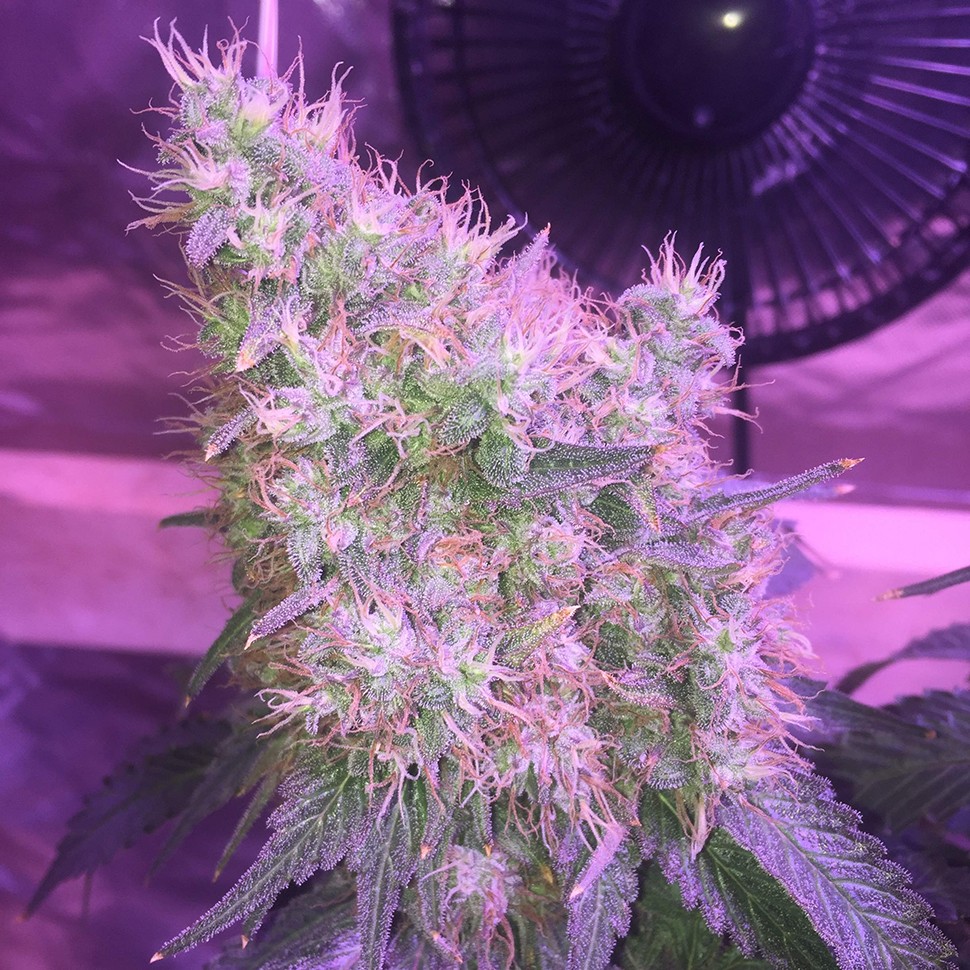 Семена марихуаны  Northern Lights feminised Victory Seeds