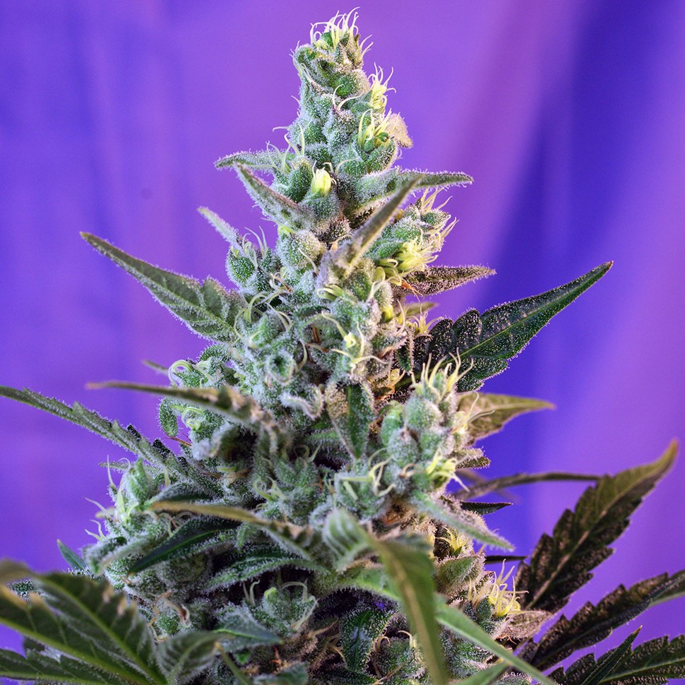 Семена конопли  Auto Sweet Skunk feminised Ganja Seeds