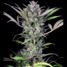 Семена конопли  Auto Sweet Skunk feminised Ganja Seeds