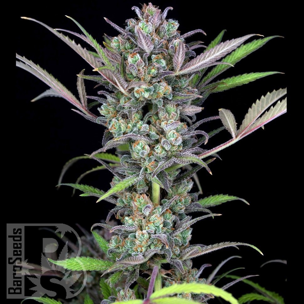 Семена конопли  Auto Sweet Skunk feminised Ganja Seeds