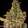 Семена конопли  Auto Sweet Skunk feminised Ganja Seeds