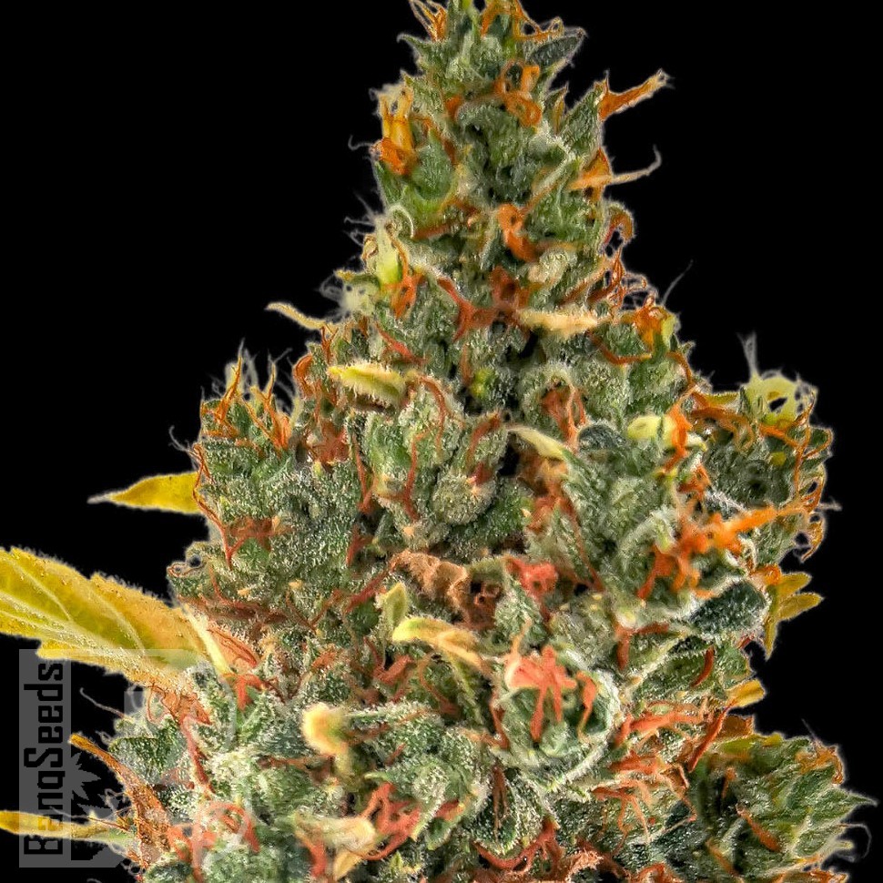Семена конопли  Auto Sweet Skunk feminised Ganja Seeds