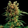Семена California Hash Plant feminised Ganja Seeds заказать