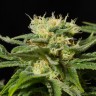 California Hash Plant feminised Ganja Seeds купить