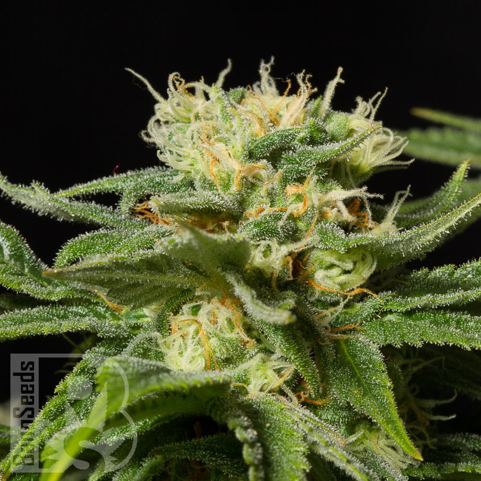 California Hash Plant feminised Ganja Seeds купить