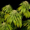 California Hash Plant feminised Ganja Seeds заказать