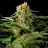 Семена California Hash Plant feminised Ganja Seeds купить