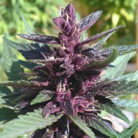 Auto Purple Kush feminised Ganja Seeds
