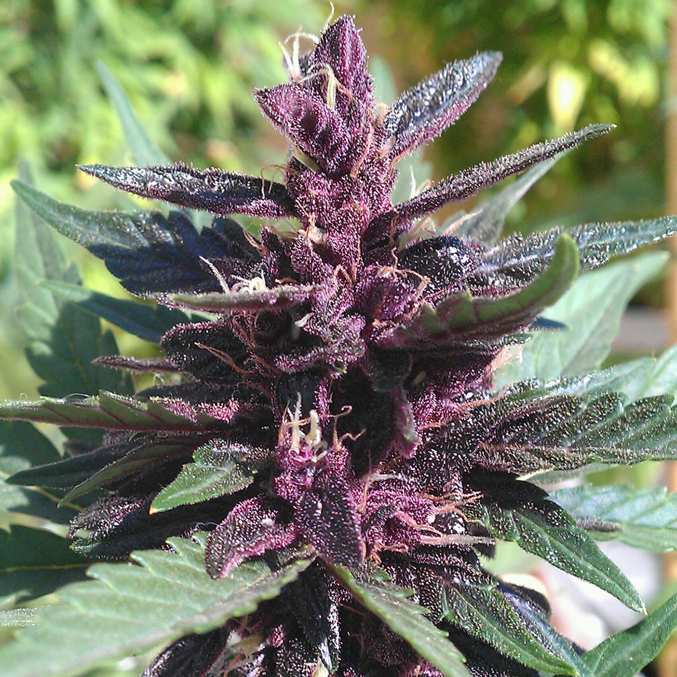 Семена конопли  Auto Purple Kush feminised Ganja Seeds