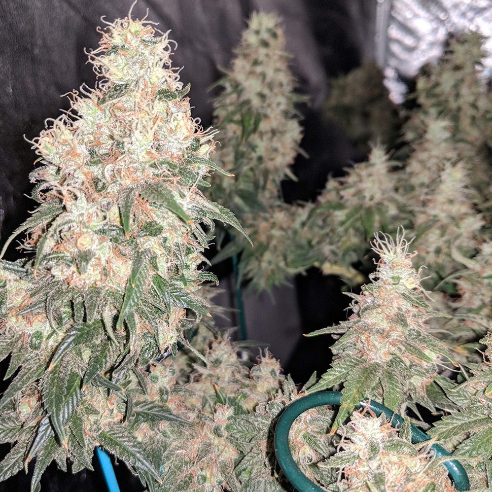 Семена марихуаны  G13 Skunk regular Ganja Seeds