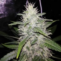 Alter Ego feminised Neuro Seeds