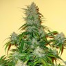 Семена конопли  Auto Think Big feminised Ganja Seeds