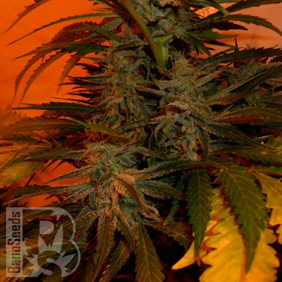 Bubble Gum feminised Ganja Seeds