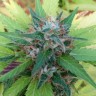 Bubble Gum feminised Ganja Seeds