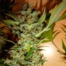 Bubble Gum feminised Ganja Seeds