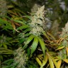 Bubble Gum feminised Ganja Seeds