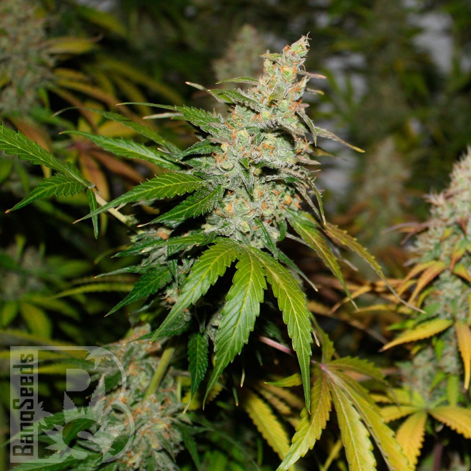 Bubble Gum feminised Ganja Seeds