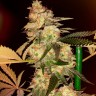 Bubble Gum feminised Ganja Seeds