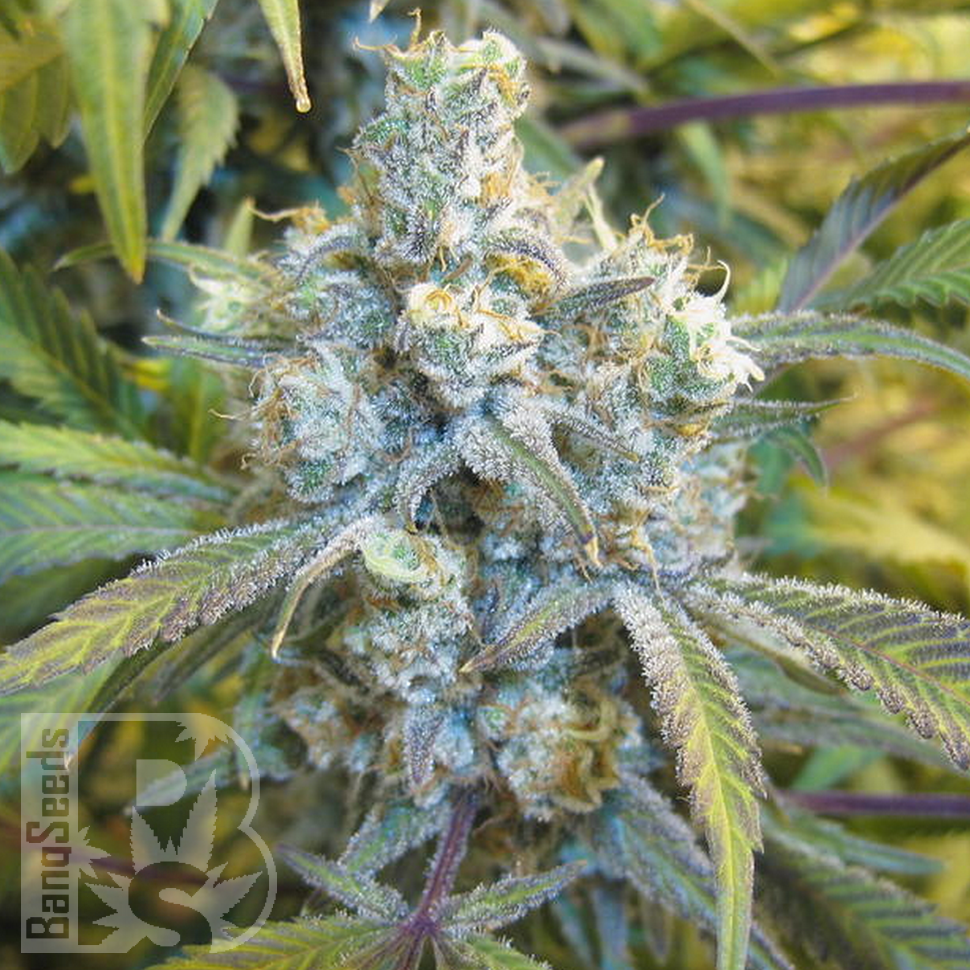 Семена  Super Silver Haze feminised Ganja Seeds