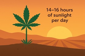 Сколько света нужно каннабису в ауте: детальный разбор вопроса